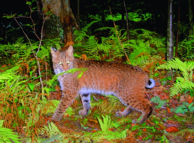 bobcat