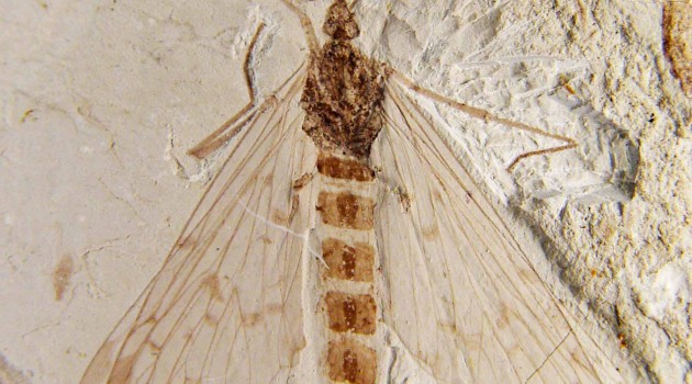 Prehistoric pollination: Scorpionfly mouthparts fit tubular channels of gymnosperm cones