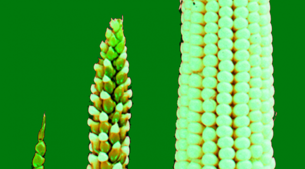 Wild forms of Zea mays are called 'teosinte'. Over time, selective breeding modifies teosinte's few fruitcases (left) into modern corn's rows of exposed kernels (right). (Photo courtesy John Doebley.)