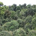 tree canopy