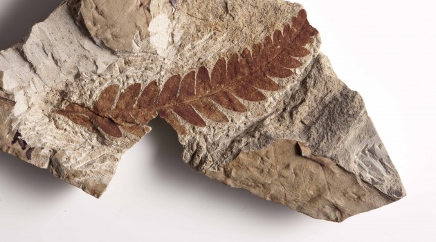 A Rhus-like leaf fossil from the PETM related to the sumac. The 55.8 million year old leaf fossil is from the collection of Scott Wing at The Smithsonian Institute in Washington, D.C.