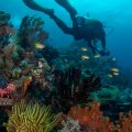 Reef Life Survey diver