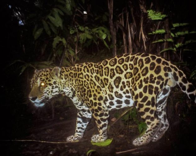 26 jaguars killed in Panama so far this year