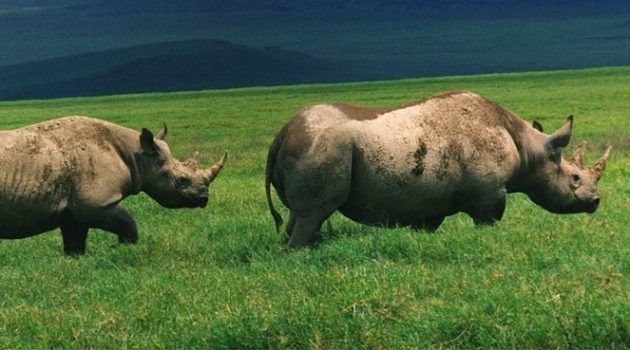 Black Rhinos in Ngorongoro Crater, Tanzania. (Brocken Inaglory)