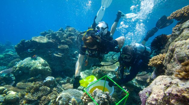 Biocube researchers in the Solomon Islands collect material inside a cube that was placed earlier on the sea floor. Back at their laboratory the material is examined to determine how many different species of plants and animals it contains. (Photograph by David Liittschwager)