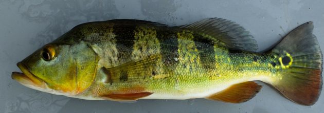 bass photo