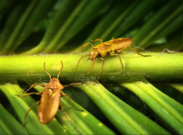 beetle & cycad host