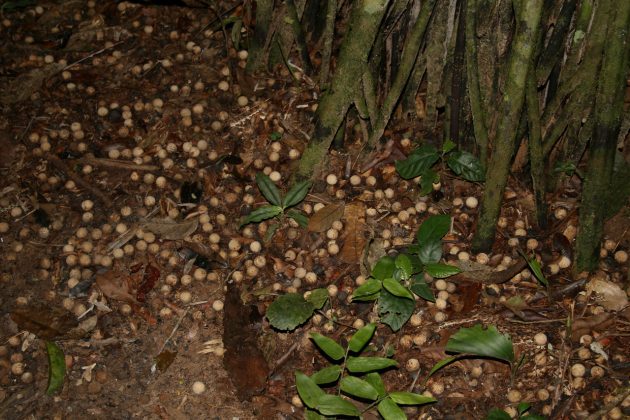 palm