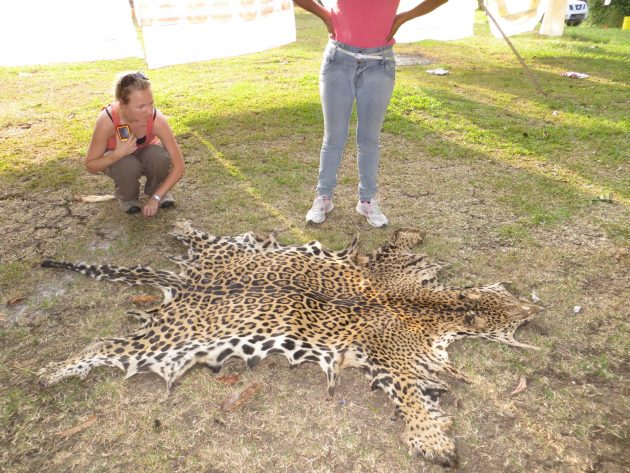 jaguar
