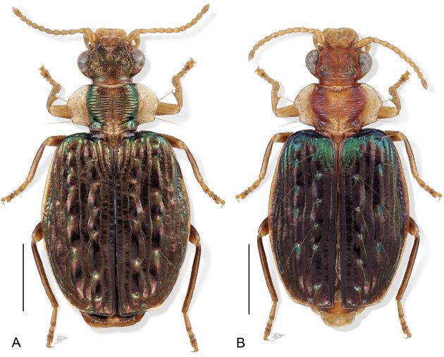 beetles