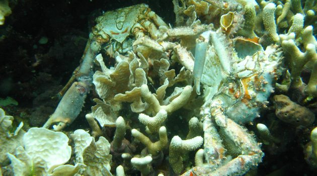Low oxygen caused the death of these corals and others in Bocas del Toro, Panama. The dead crabs pictured also succumbed to the loss of dissolved oxygen. (Credit: Arcadio Castillo/Smithsonian)